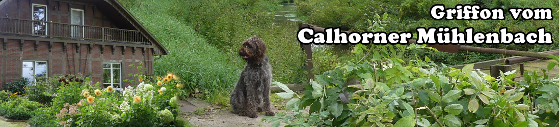 Logo der Homepage: Griffon Alia auf der Brücke des Mühlenbachs