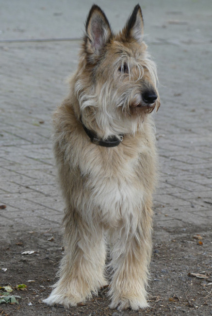 Elodie, ein Berger de Picardie